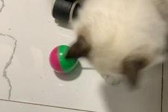 国产偷怕在线,揭秘网络偷拍现象背后的伦理困境